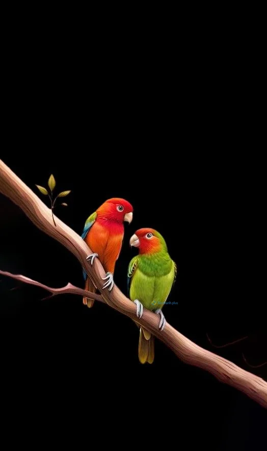 Hình nền con Vẹt cho điện thoại