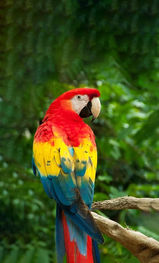 Hình nền con Vẹt cho điện thoại