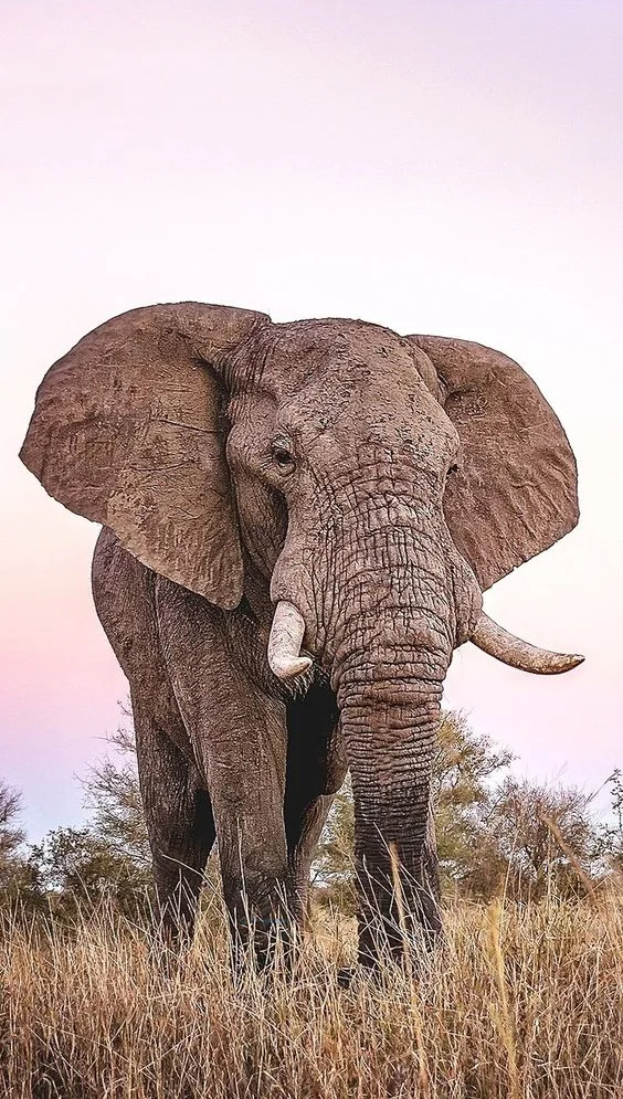 Hình nền con voi cho điện thoại