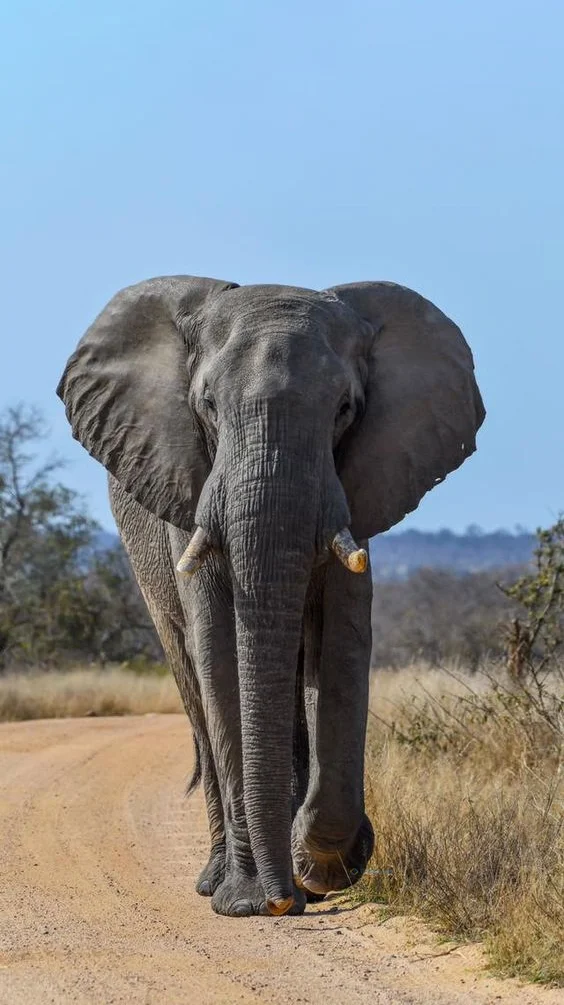 Hình nền con voi cho điện thoại