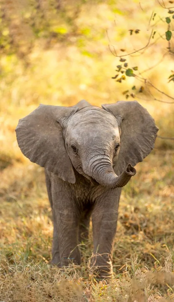 Hình nền con voi cho điện thoại