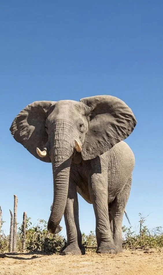 Hình nền con voi cho điện thoại