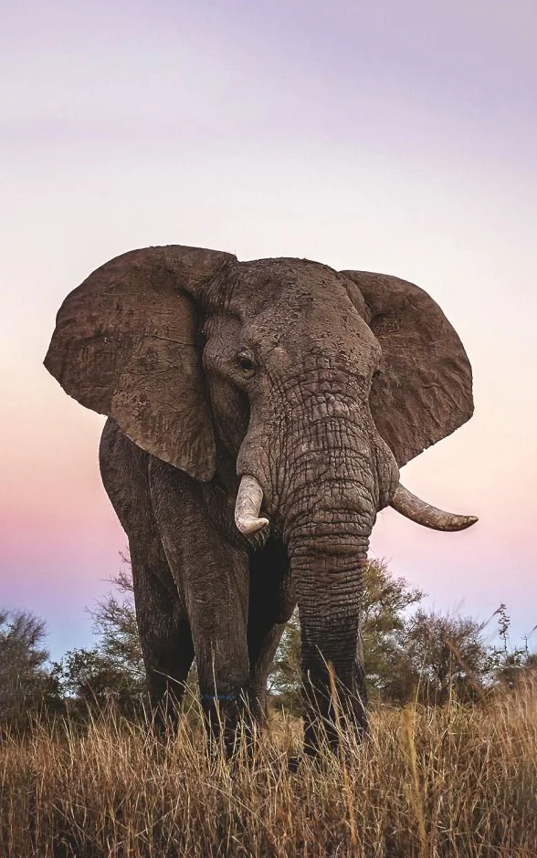 Hình nền con voi cho điện thoại