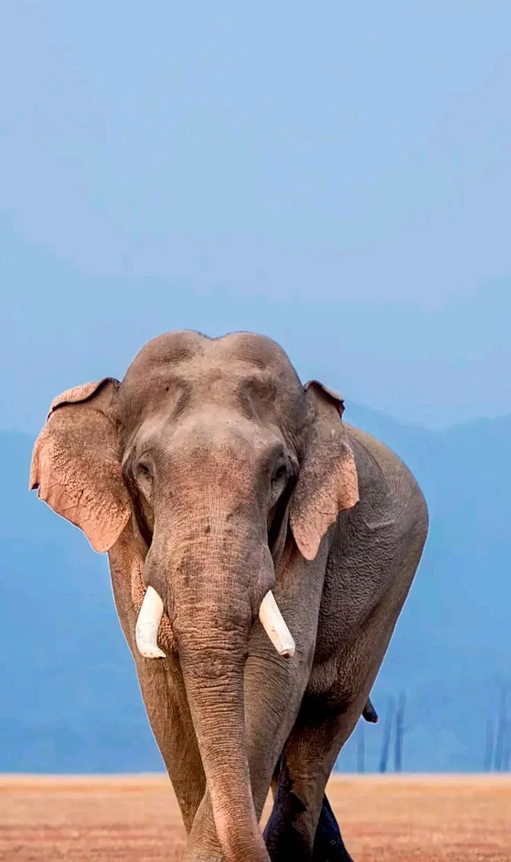 Hình nền con voi cho điện thoại