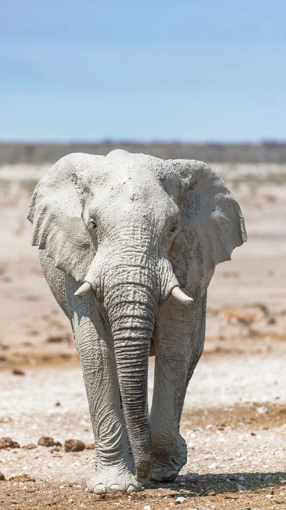 Hình nền con voi cho điện thoại