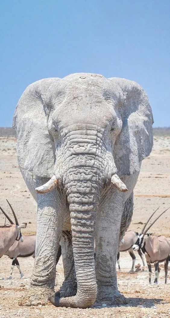 Hình nền con voi cho điện thoại