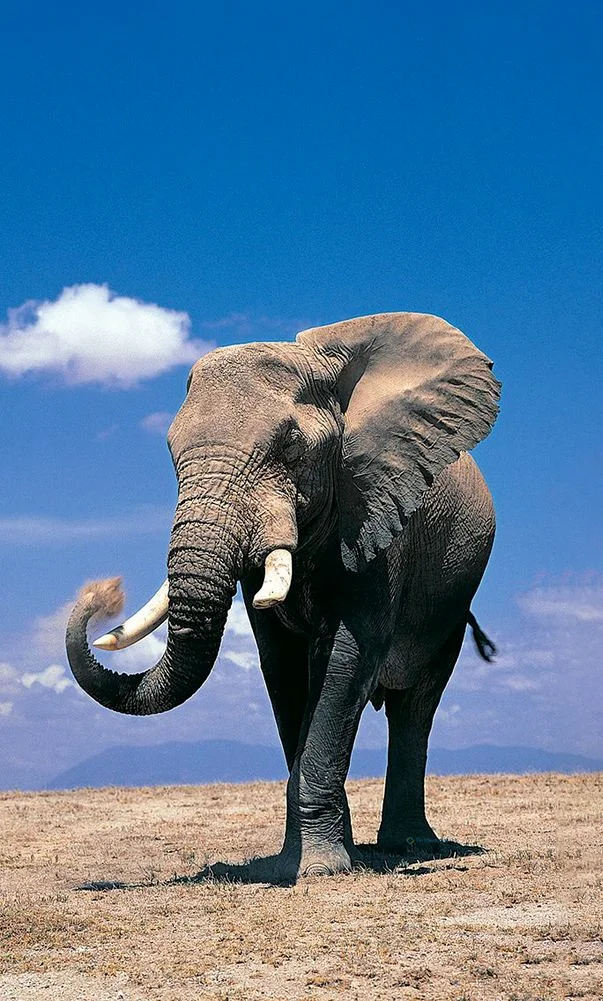 Hình nền con voi cho điện thoại