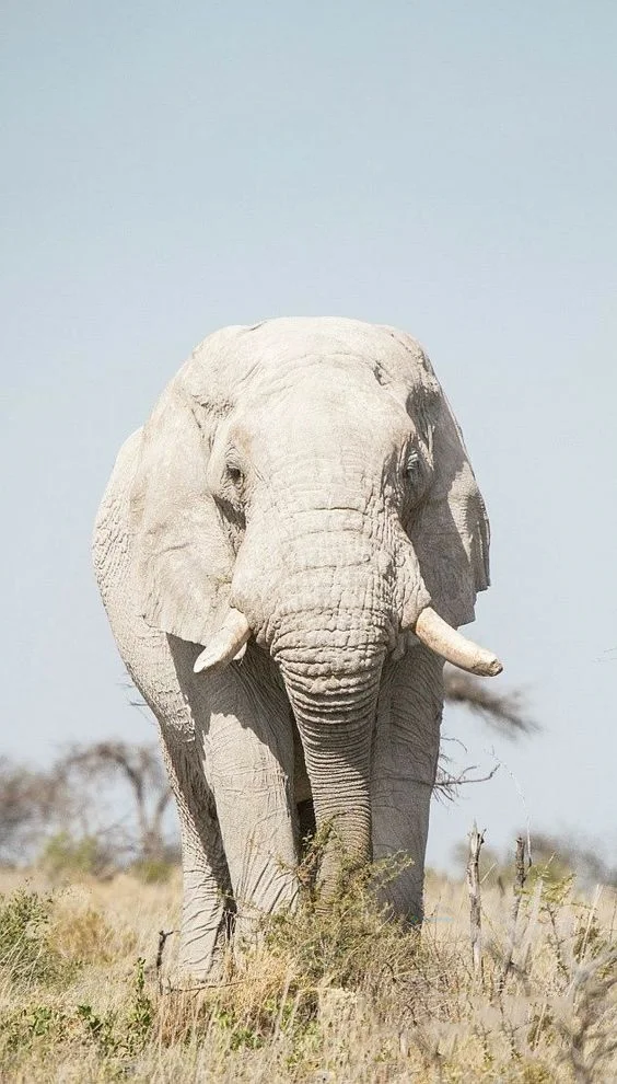 Hình nền con voi cho điện thoại