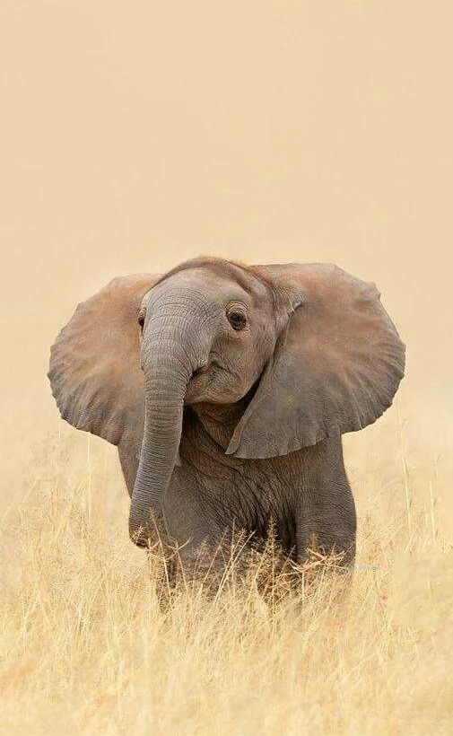 Hình nền con voi cho điện thoại