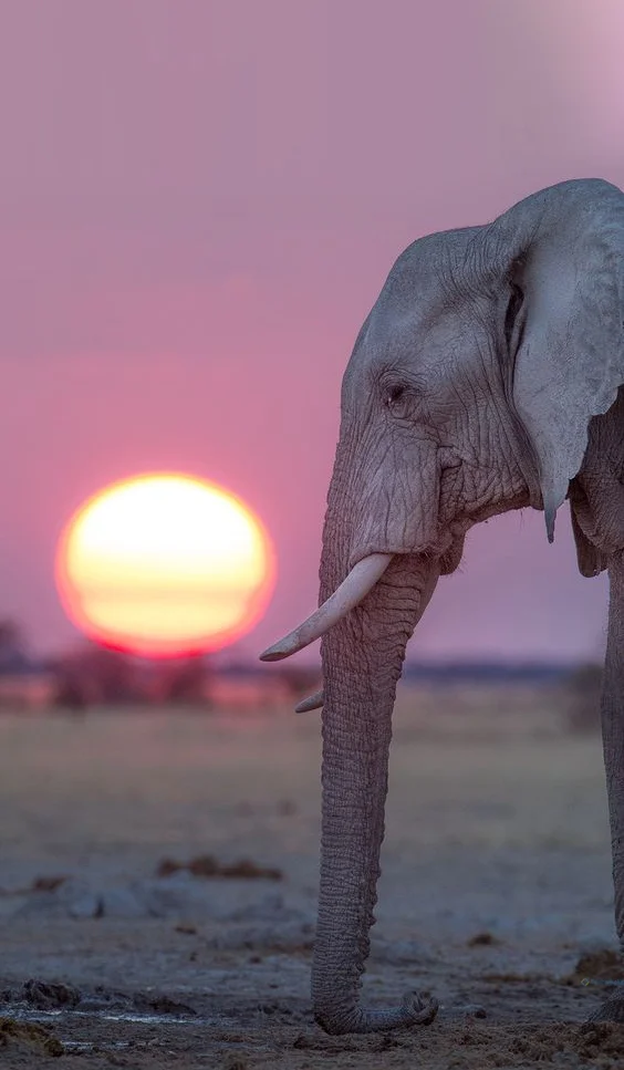 Hình nền con voi cho điện thoại