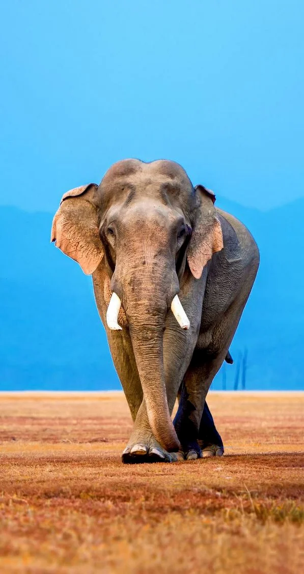Hình nền con voi cho điện thoại