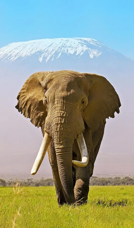 Hình nền con voi cho điện thoại