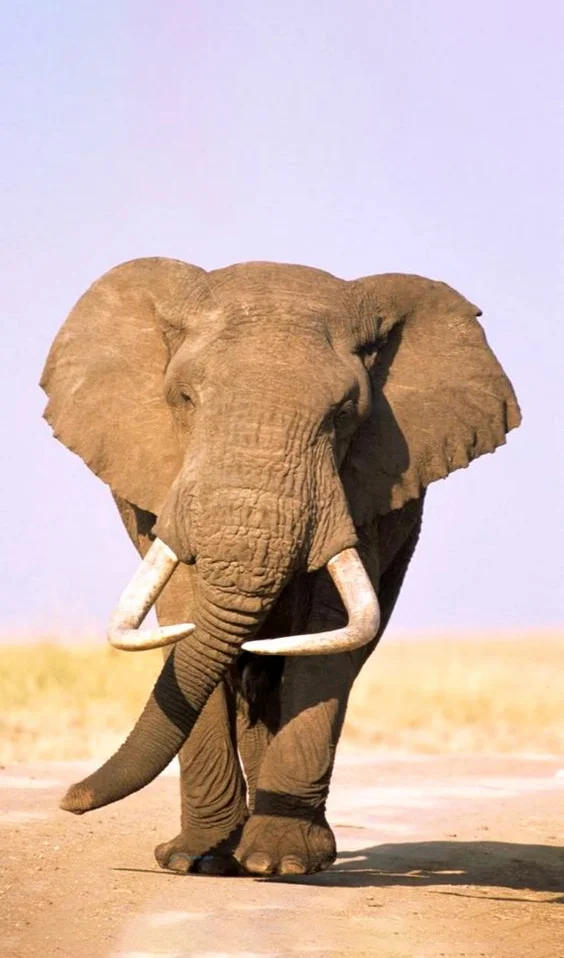 Hình nền con voi cho điện thoại
