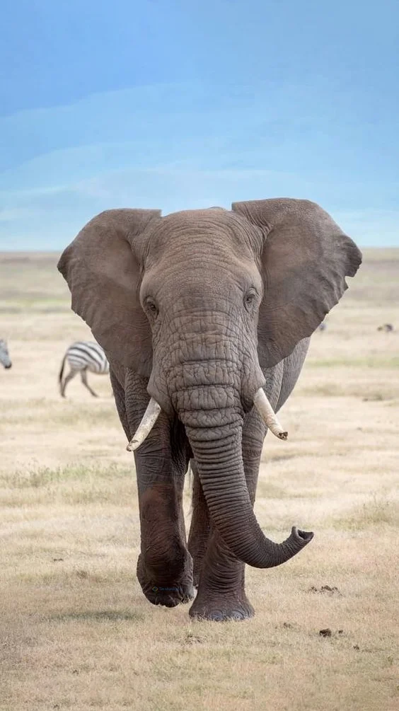 Hình nền con voi cho điện thoại