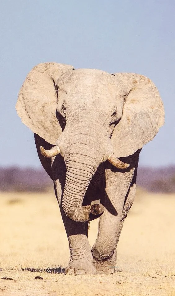 Hình nền con voi cho điện thoại
