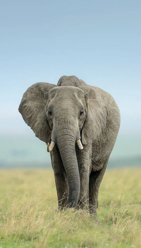 Hình nền con voi cho điện thoại