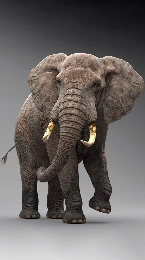 Hình nền con voi cho điện thoại