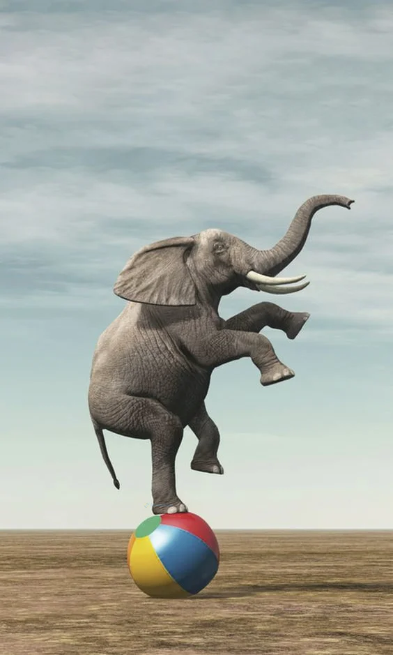 Hình nền con voi cute cho điện thoại