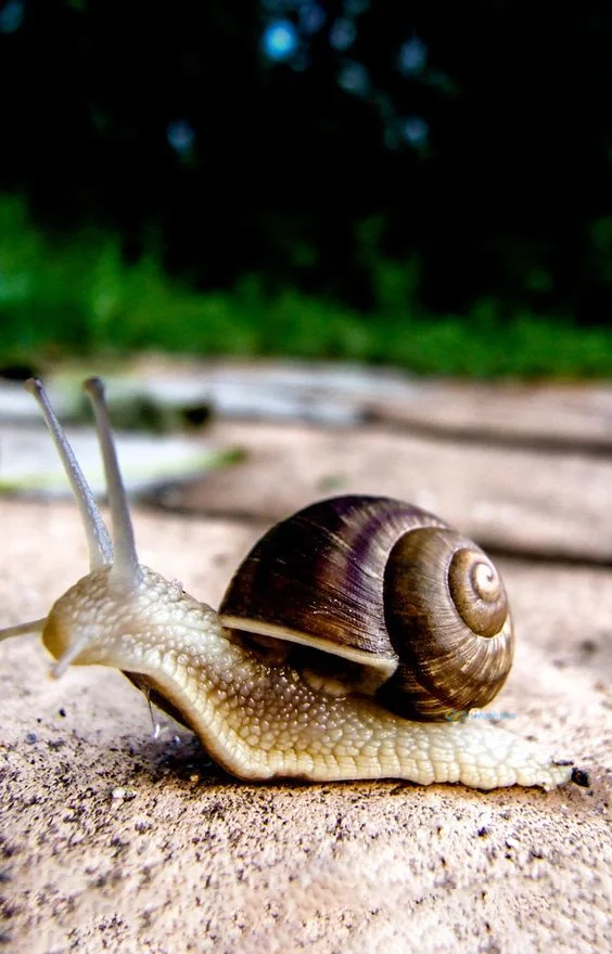 Hình nền Ốc Sên