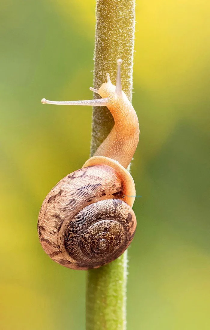 Hình nền Ốc Sên