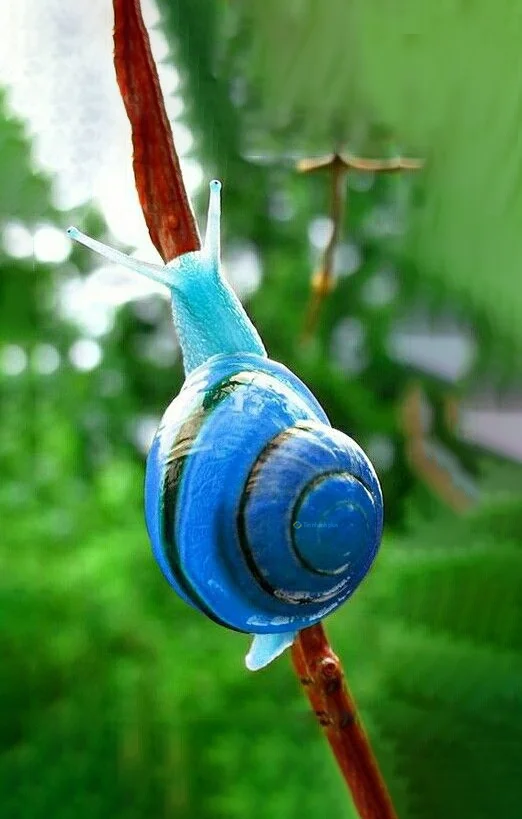 Hình nền Ốc Sên