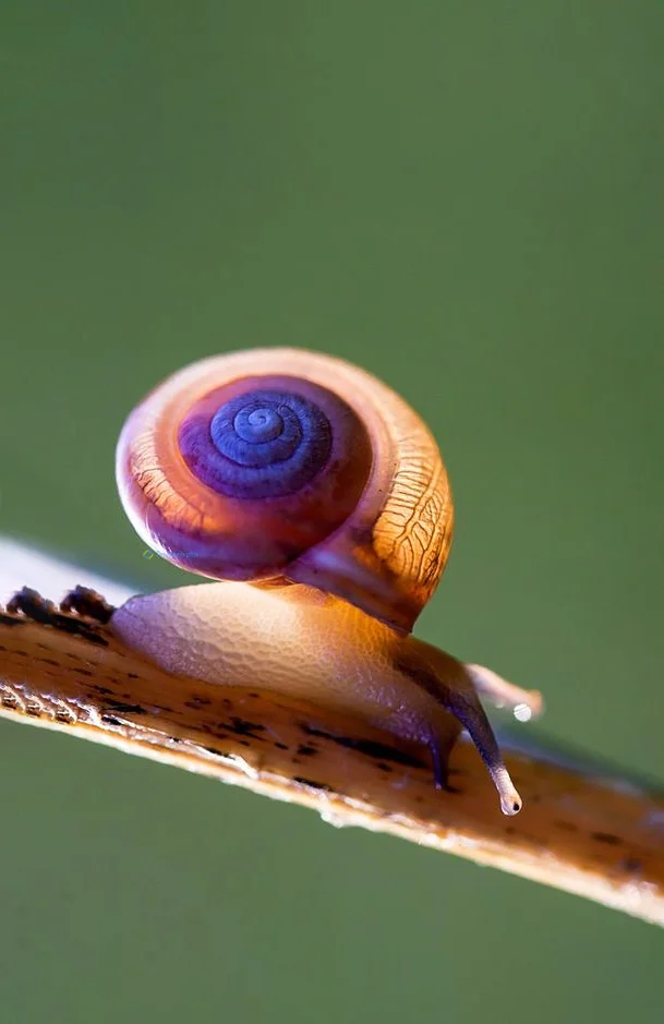 Hình nền Ốc Sên cho điện thoại