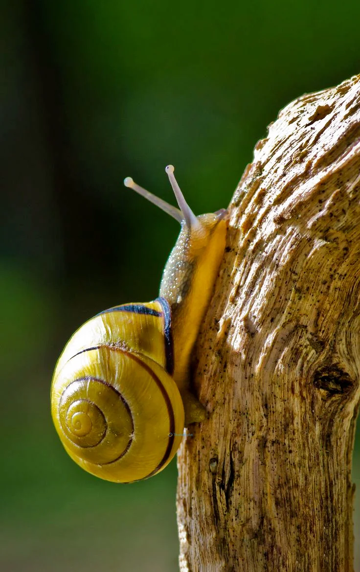 Hình nền Ốc Sên cho điện thoại