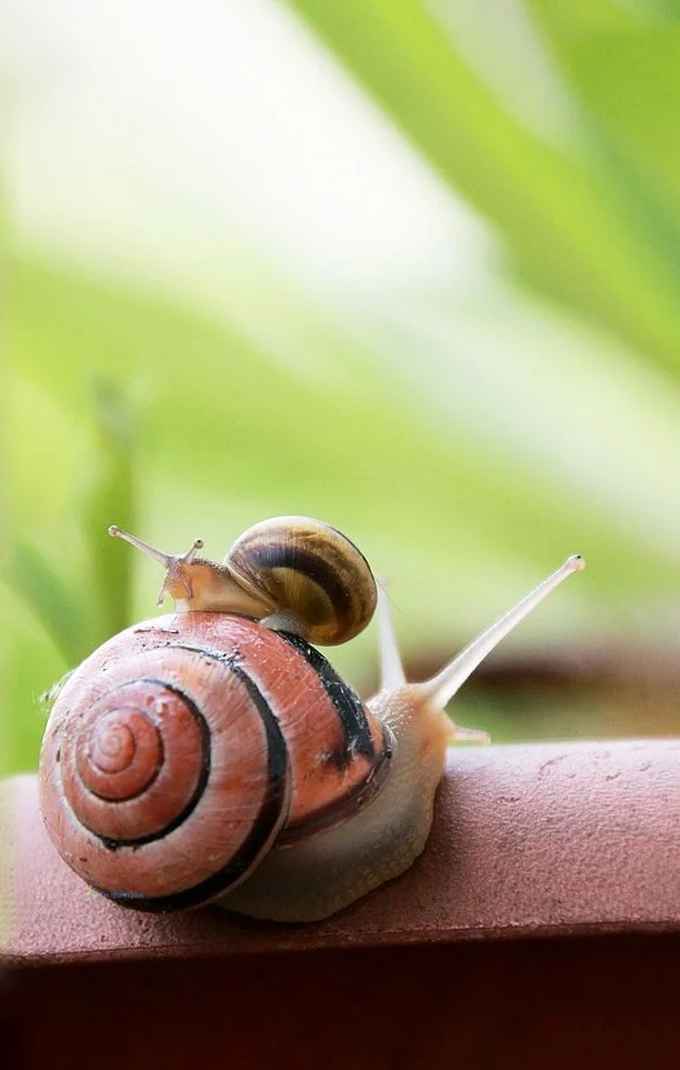 Hình nền Ốc Sên cho điện thoại