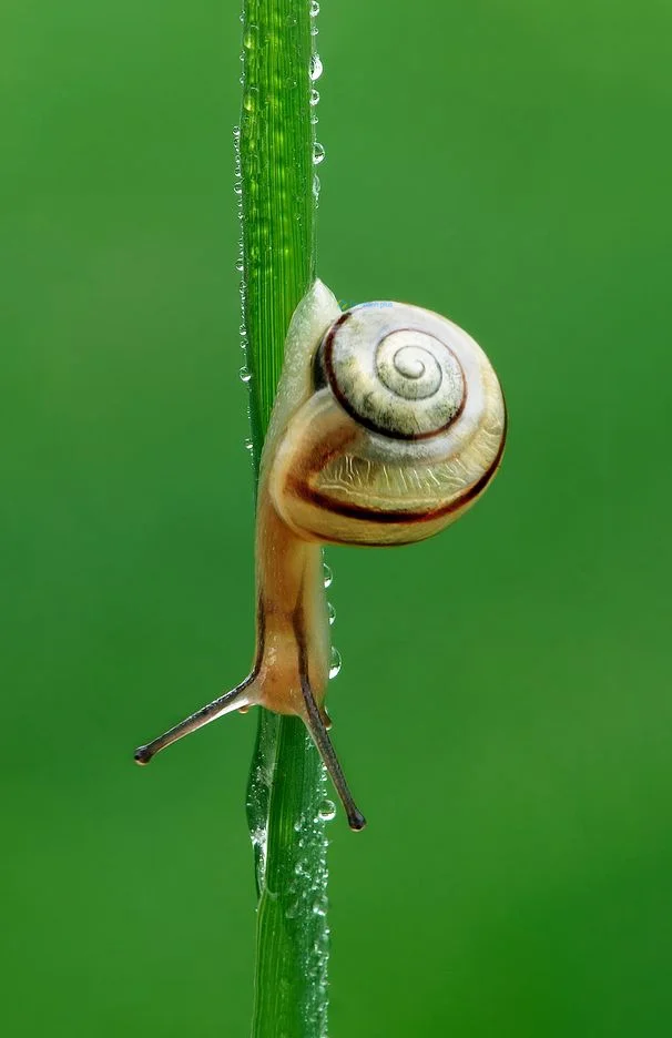 Hình nền Ốc Sên cho điện thoại