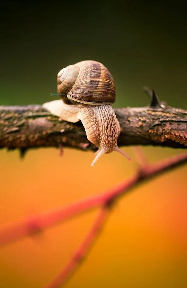 Hình nền Ốc Sên cho điện thoại