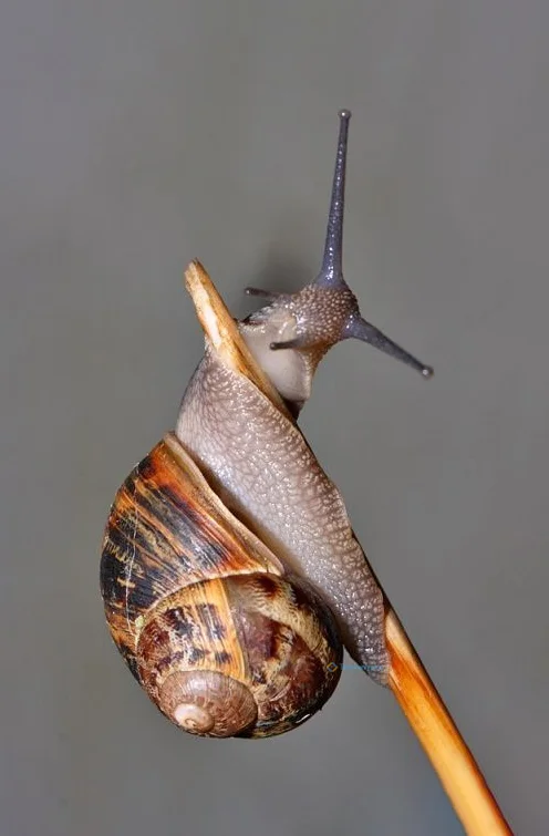 Hình nền Ốc Sên cho điện thoại