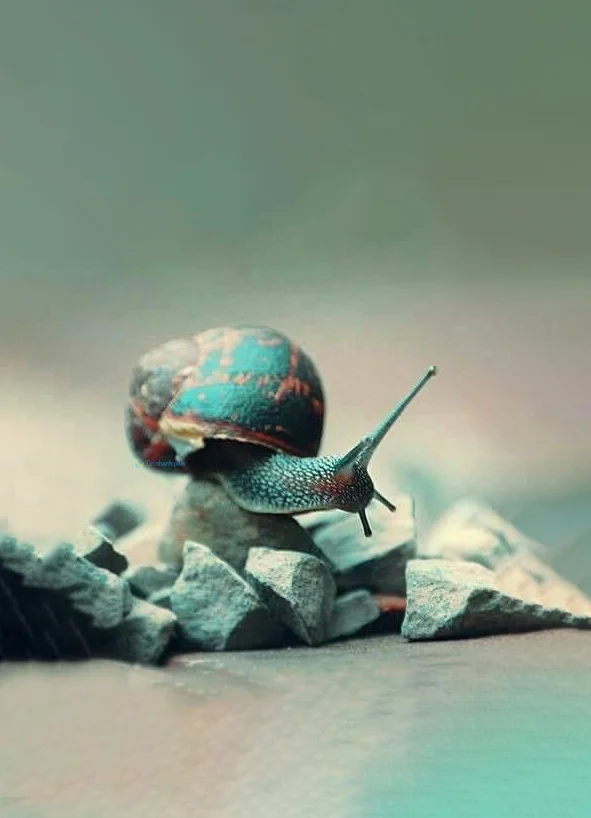 Hình nền Ốc Sên cho điện thoại