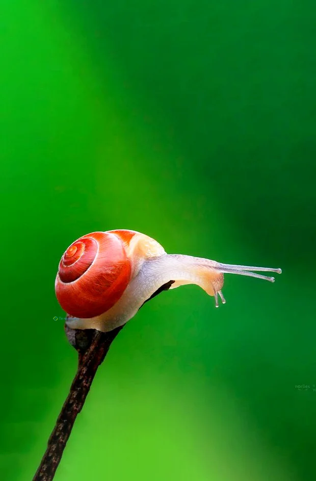 Hình nền Ốc Sên cho điện thoại