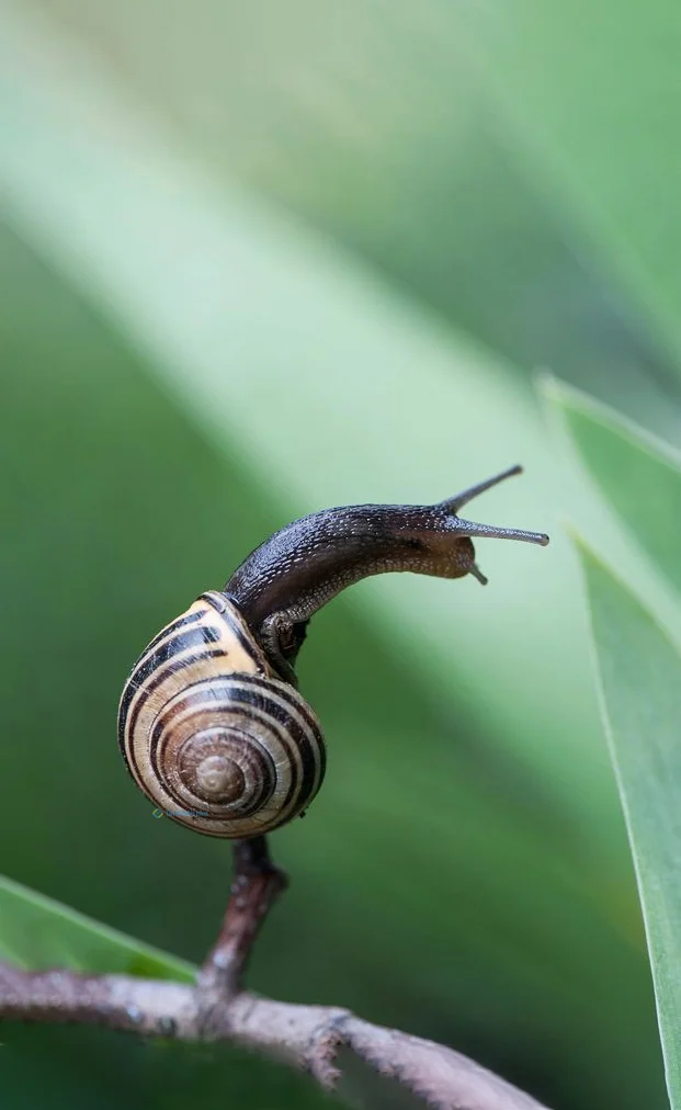 Hình nền Ốc Sên cho điện thoại