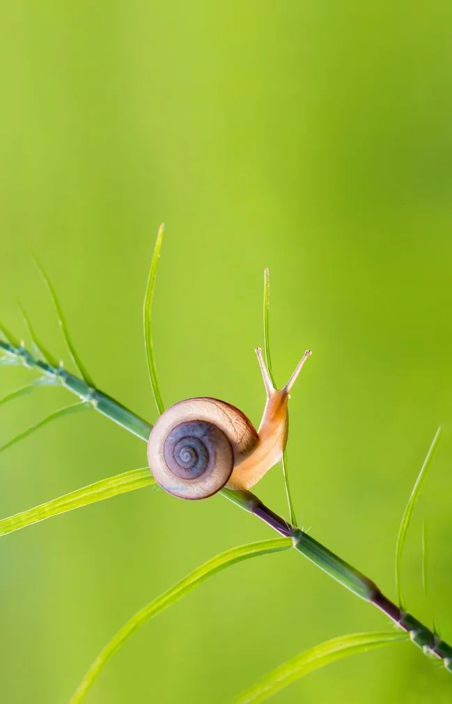 Hình nền Ốc Sên cho điện thoại