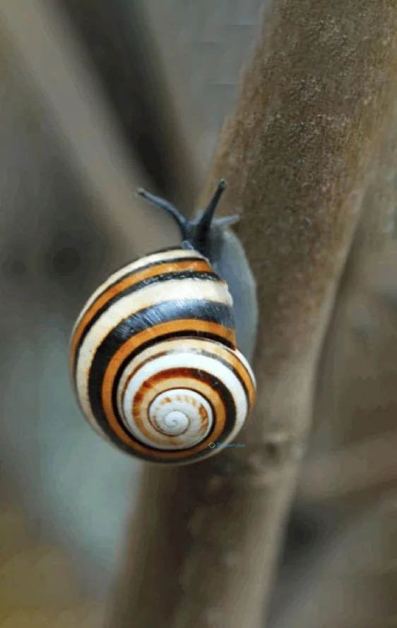 Hình nền Ốc Sên cho điện thoại