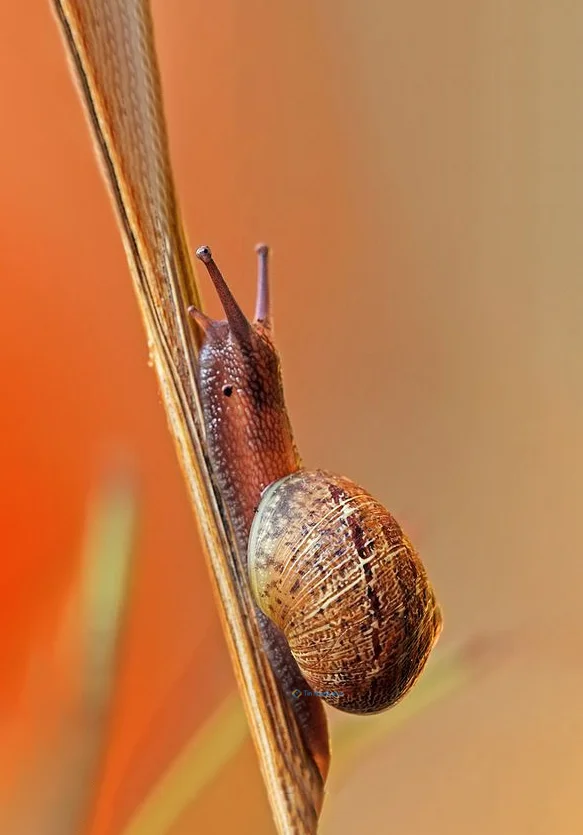 Hình nền Ốc Sên cho điện thoại