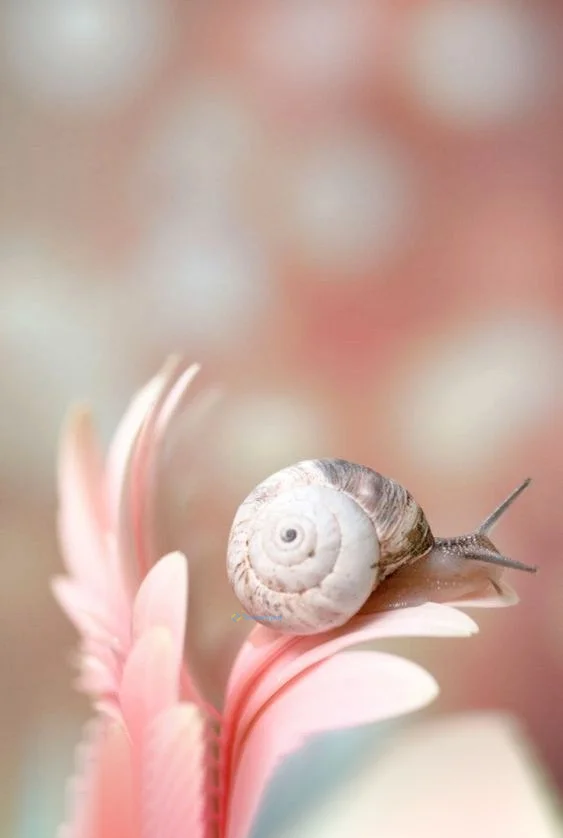 Hình nền Ốc Sên cho điện thoại