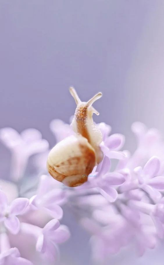 Hình nền Ốc Sên cho điện thoại