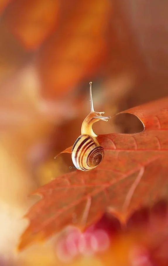 Hình nền Ốc Sên cho điện thoại