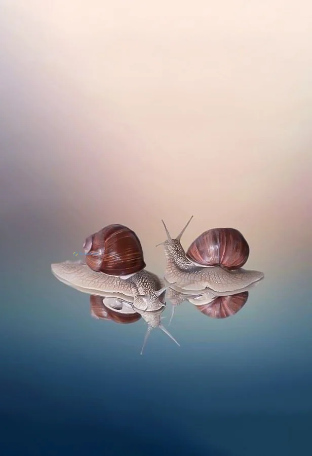 Hình nền Ốc Sên cho điện thoại