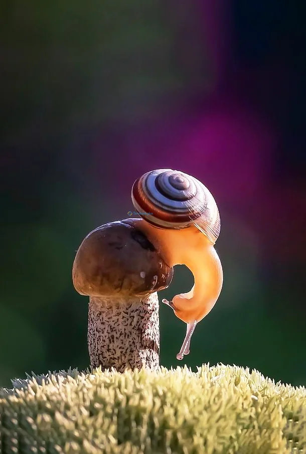 Hình nền Ốc Sên cho điện thoại