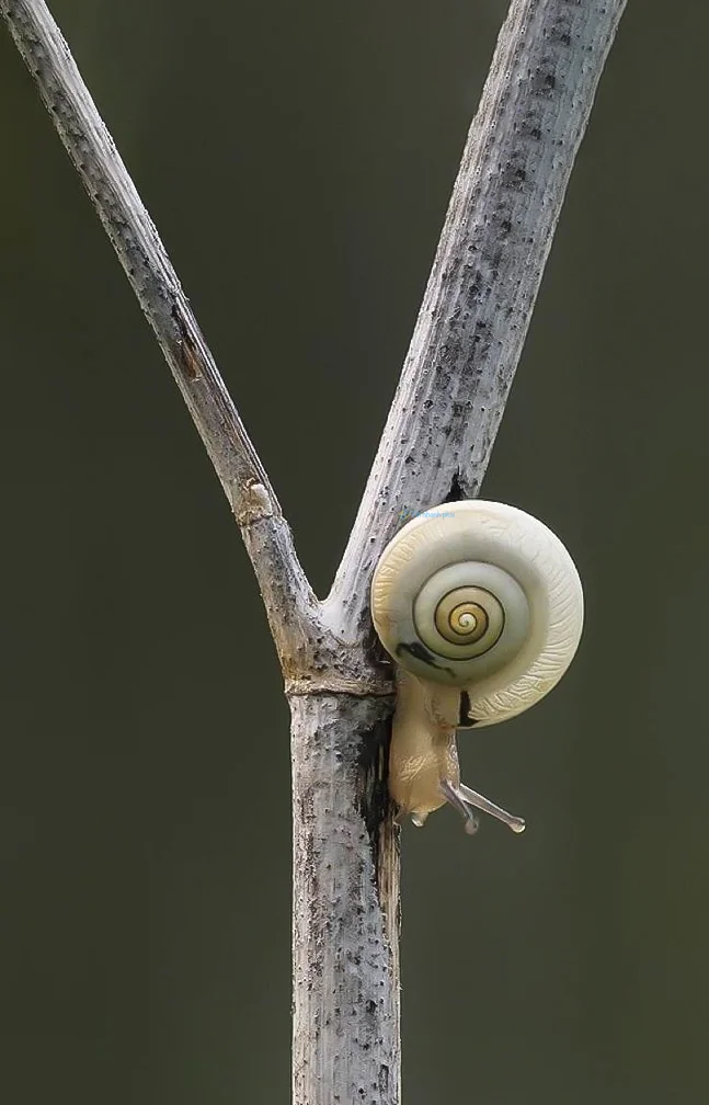 Hình nền Ốc Sên cho điện thoại