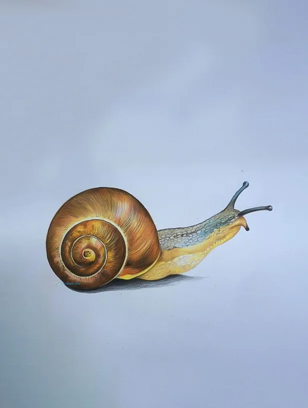Hình nền Ốc Sên cho điện thoại