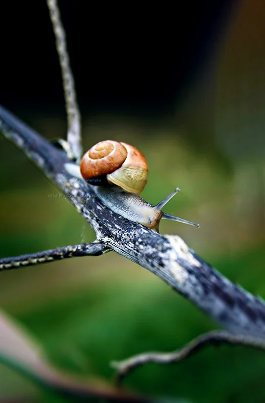 Hình nền Ốc Sên cho điện thoại