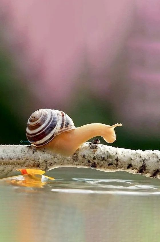 Hình nền Ốc Sên cho điện thoại
