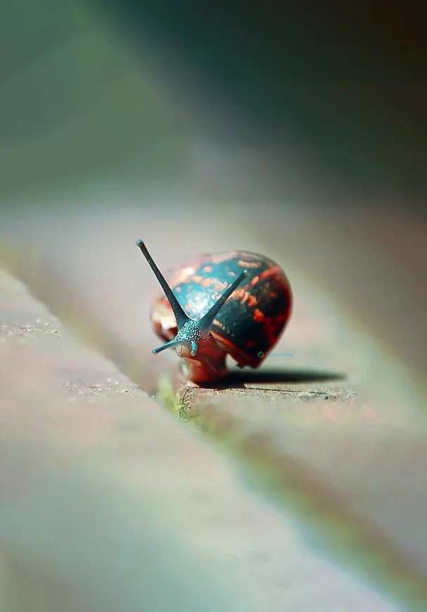 Hình nền Ốc Sên cho điện thoại