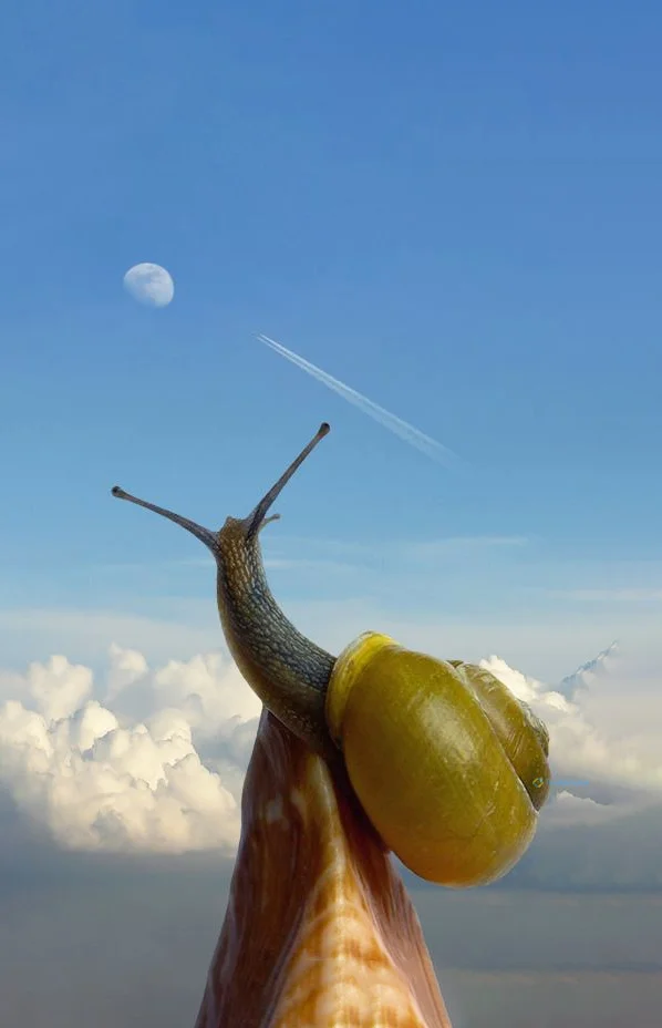 Hình nền Ốc Sên cho điện thoại