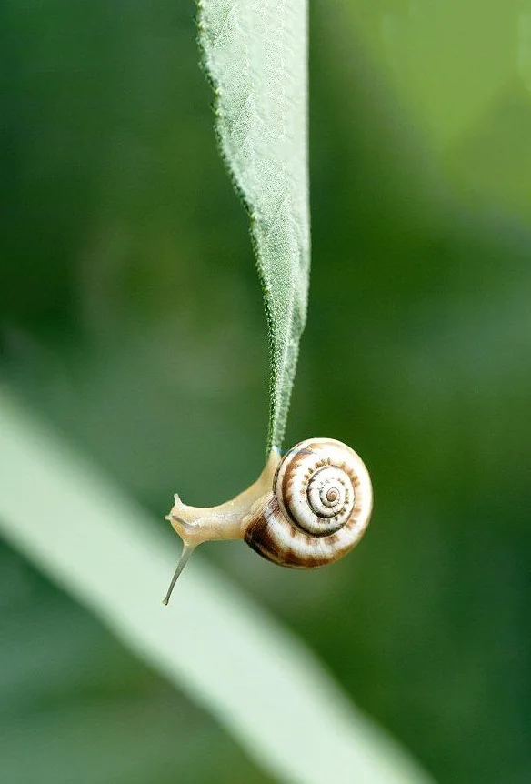 Hình nền Ốc Sên cho điện thoại