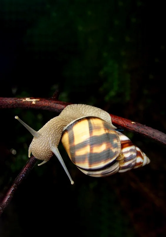 Hình nền Ốc Sên cho điện thoại